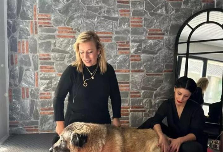 Obez köpek Duman, 6 ayda 20 kilo verdi