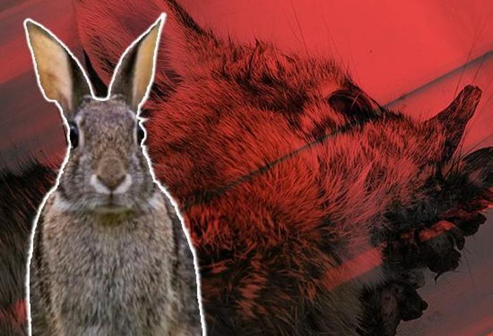 ABD’de “Frankenstein Tavşan” Paniği! Sebebi Bir 'Virüs'...