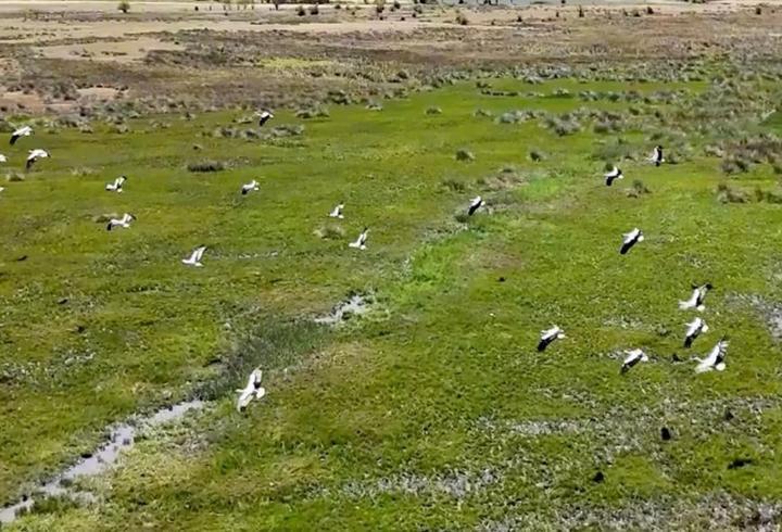 Afrika'dan yola çıkan leylekler Erzincan'da