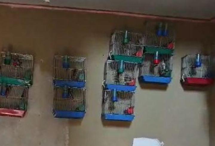 Adana'da evinde 21 saka kuşu besleyene 151 bin lira ceza