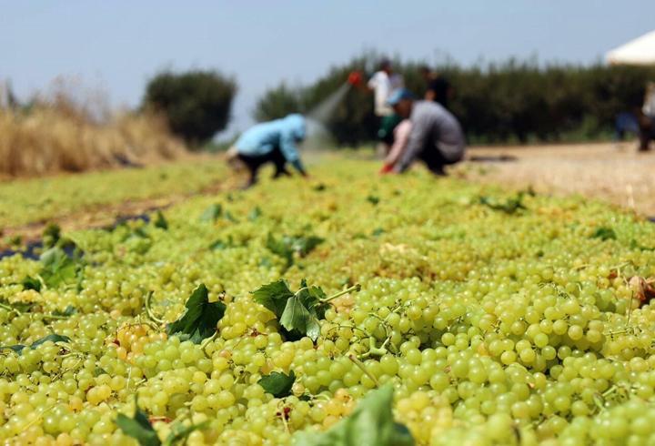 Turgutlu'da sultani üzüm hasadı başladı