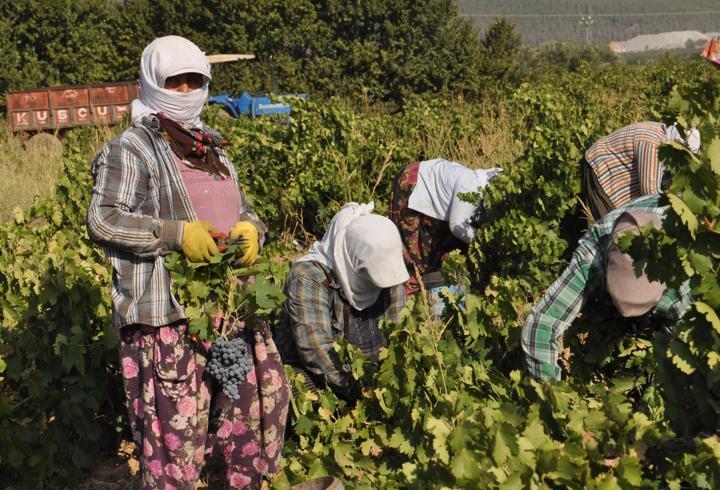 Gaziantep’te üzüm hasadı rekolte kaybıyla başladı