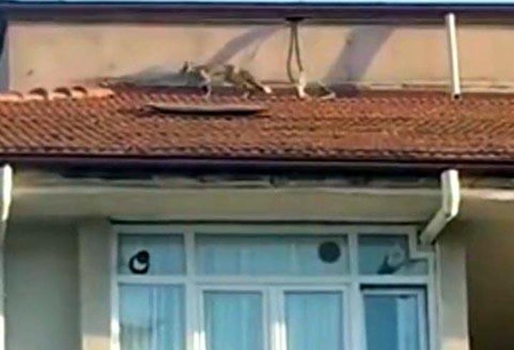 5 katlı apartmanın çatısına çıkan tilkiyi itfaiye ekibi yakaladı