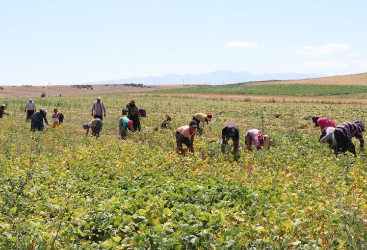 Niğde’de fasulye hasadı başladı; rekolte beklentisi 52 bin ton