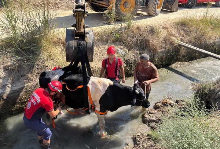 Sulama kanalına düşen inek kurtarıldı