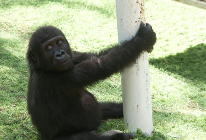 Yavru goril zeytin ülkesine dönüyor