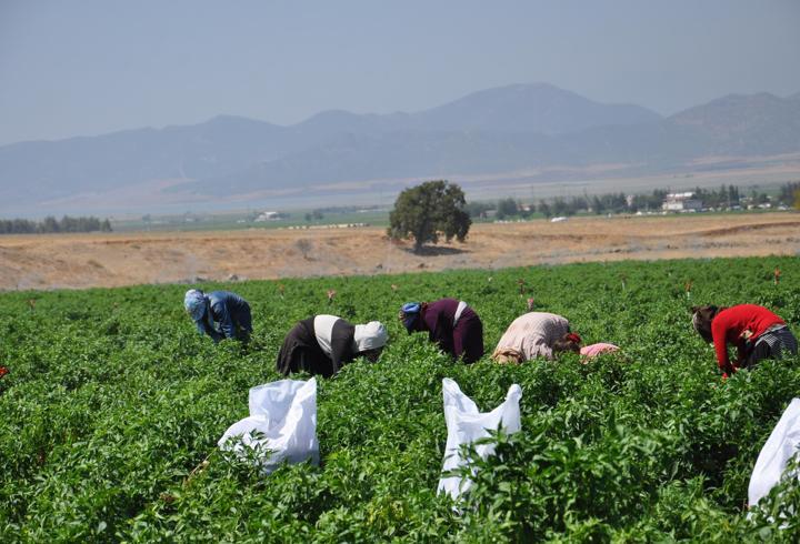 Gaziantep’te kuraklığın vurduğu biberde hasat başladı