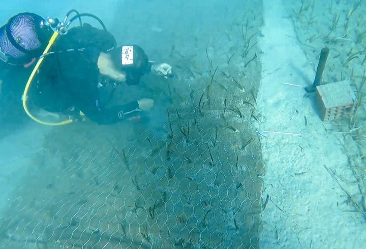 Göcek’te iki bin yaşında deniz çayırı keşfedildi