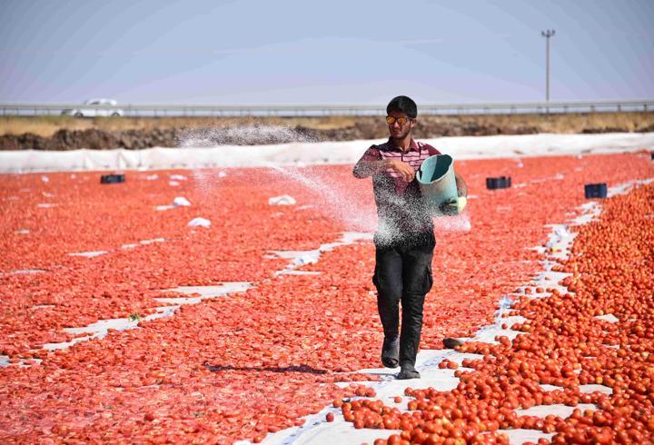 Şanlıurfa’da kuraklık domates üretimini vurdu... Verim yüzde 20 düştü