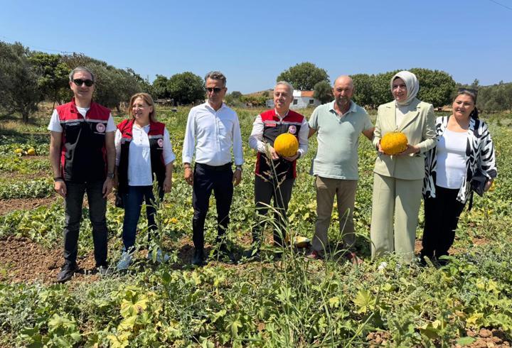 Çeşme kavununda hasat zamanı