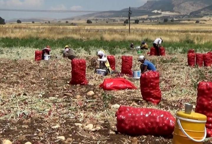 Hasadı yapılan soğan tarlada 3 TL'ye satılıyor 