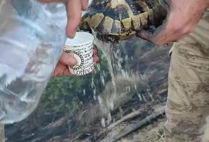 Yangından etkilenen kaplumbağa, ekipler tarafından kurtarıldı