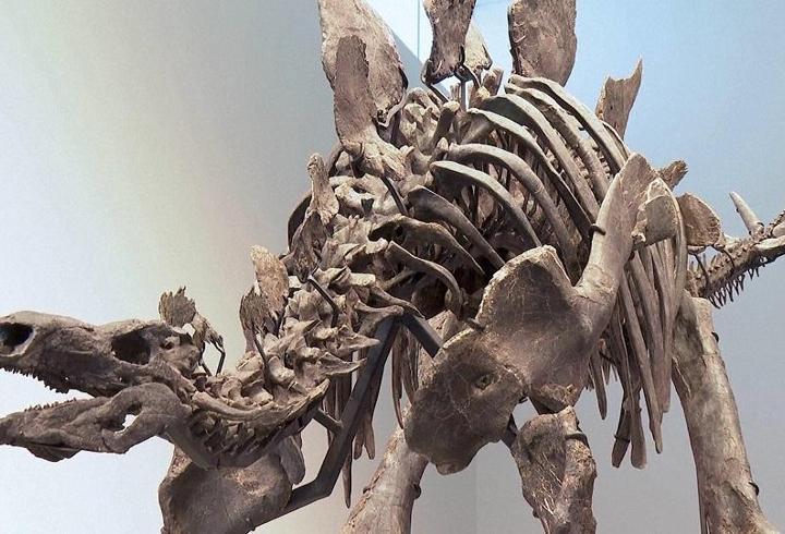 165 milyon yıllık zırh... İşte en eski dinozor!