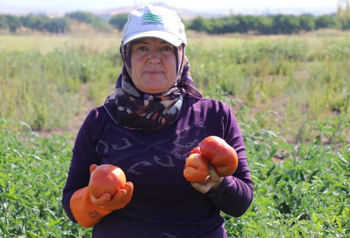 Ata tohumundan elde edilen Karahıdır domatesinde hasat başladı