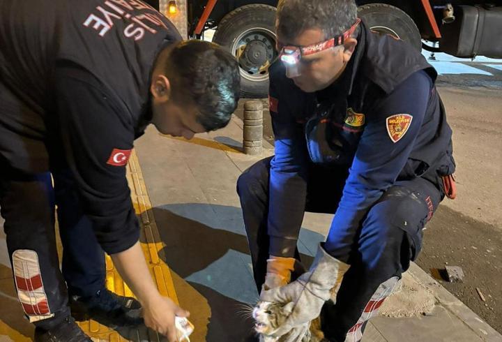 Kilis'te ağaçta mahsur kalan kedi kurtarıldı