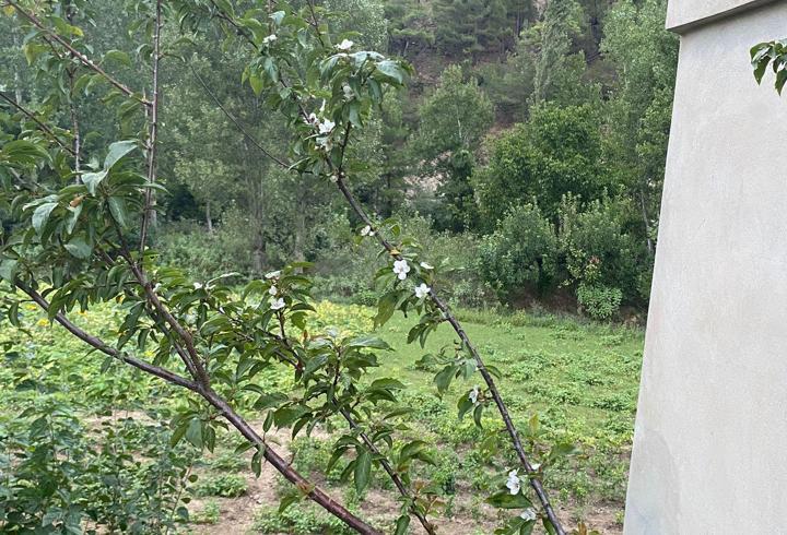 Feke'de erik ağacı eylül ayında çiçek açtı