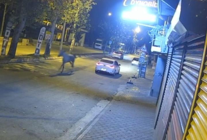 Adana'da caddede koşan başıboş at, otomobille çarptı