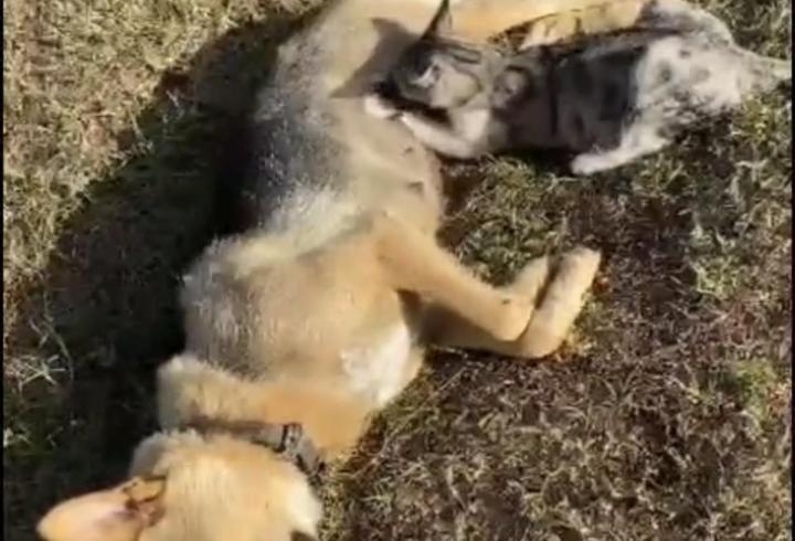 Orman işçisinin kalp masajı yaptığı köpek kurtarılamadı