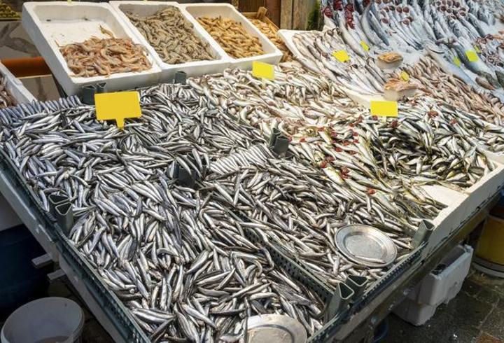 2025 Balık sezonu açıldı... Hamsi bolluğu kapıda