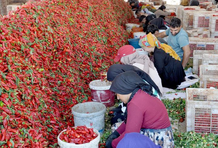 Gaziantep’te 8 bin tarım işçisi ile ‘acı’ mesaisi