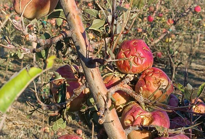 Isparta'da dolu elma bahçelerini vurdu; 4 bin 700 dekar alanda zarar oluştu