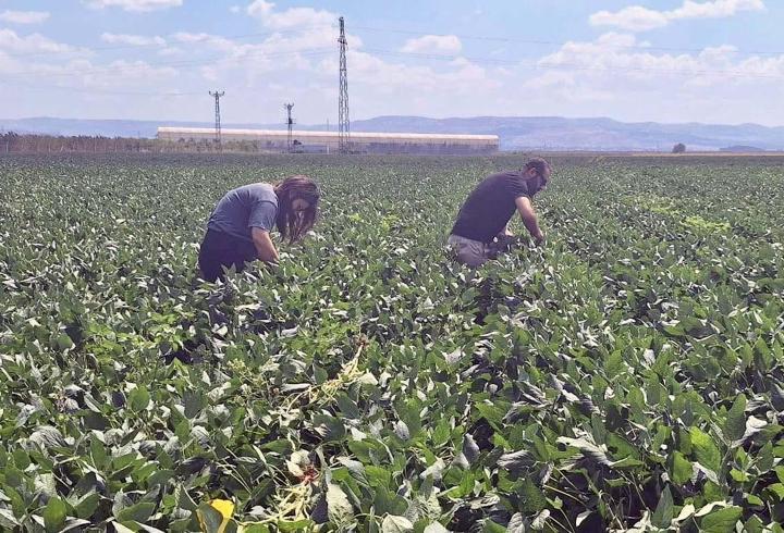 Reyhanlı'da pamuk ve soya ekili alanlarda denetim