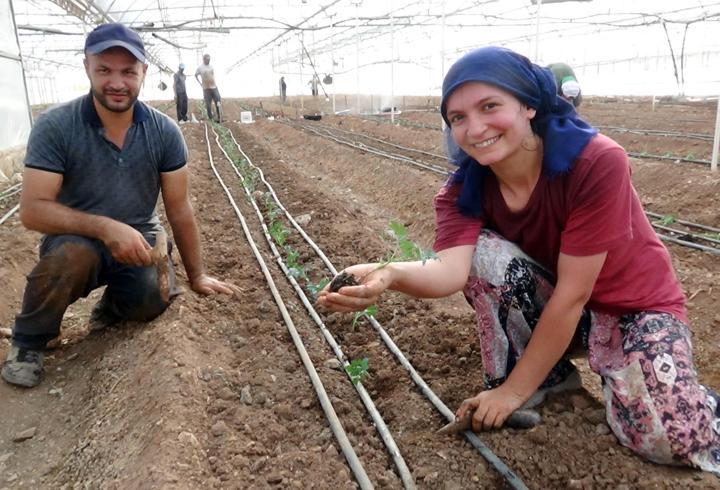 52 bin dönüm serada güz dönemi üretimi domates ekimiyle başladı