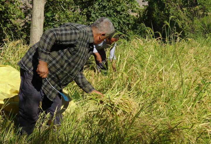 Gercüş’te engebeli arazide orakla, imece usulü pirinç hasadı