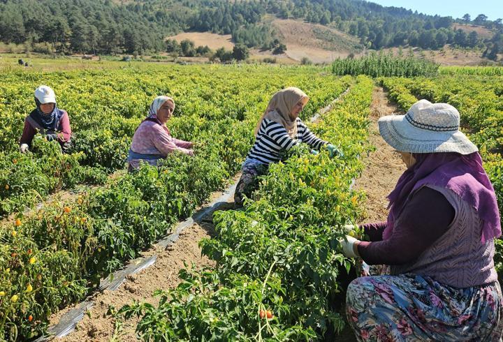 Sındırgı’da biberiye hasadı başladı, fiyatlar üreticiyi sevindirdi