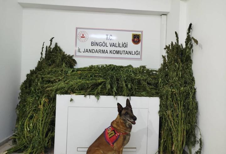 Bingöl’de 91 kilo 250 gram esrar ele geçirildi