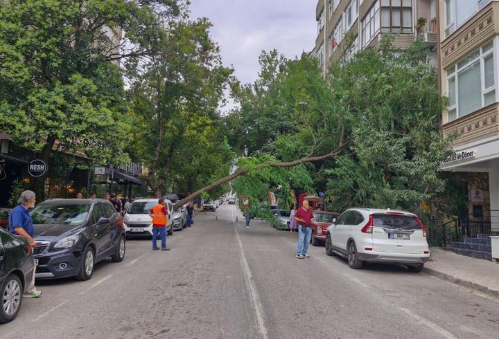 Rüzgarın devirdiği ağaç, otomobilin üzerine düştü
