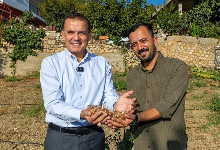 Yenişehir’de safran soğanları toprakla buluştu
