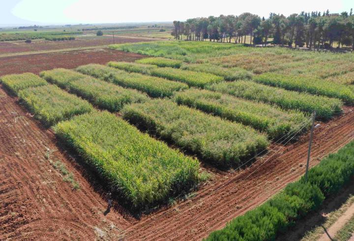Şanlıurfa’da anıza ekim yöntemiyle sürdürülebilir tarım hedefi