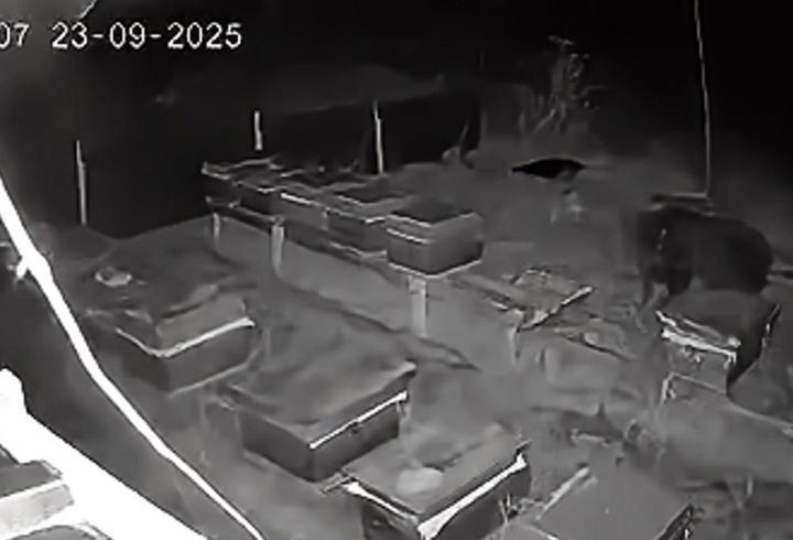 Arıcıların 4 kovan balını yiyen bozayı kamerada