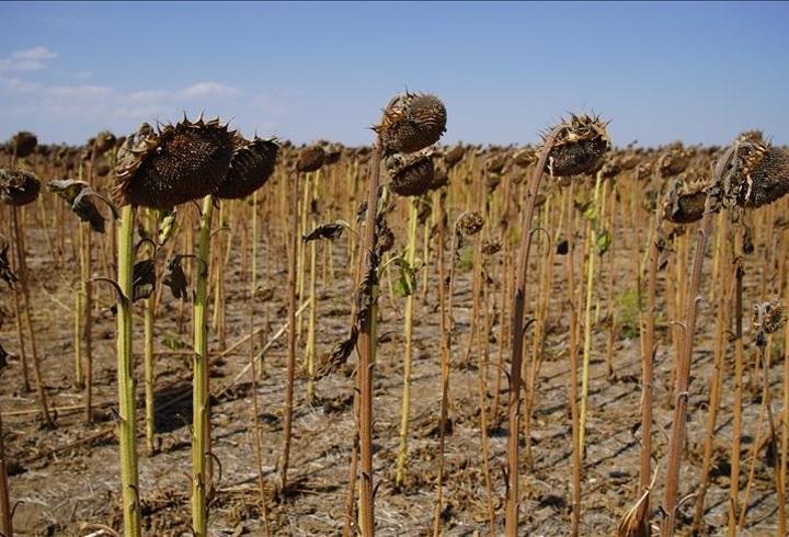 Edirne’de kuraklık ayçiçeği verimini düşürdü