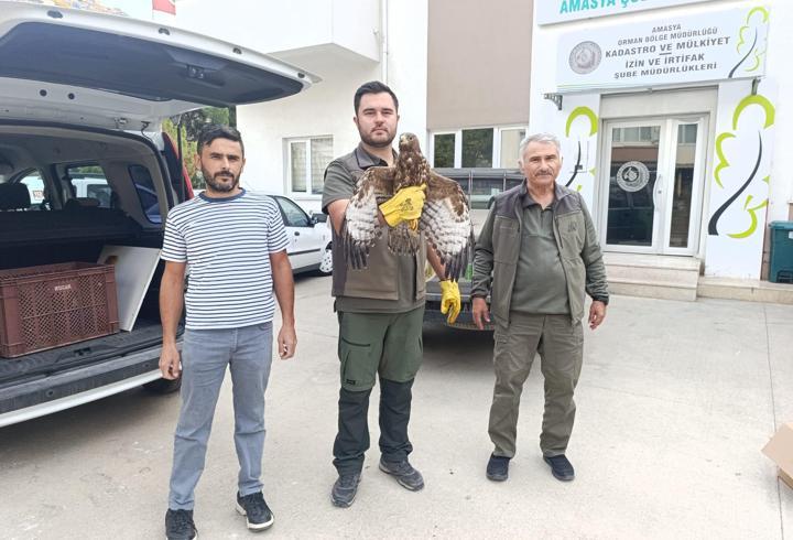Yaralı bulduğu şahini ekiplere teslim etti