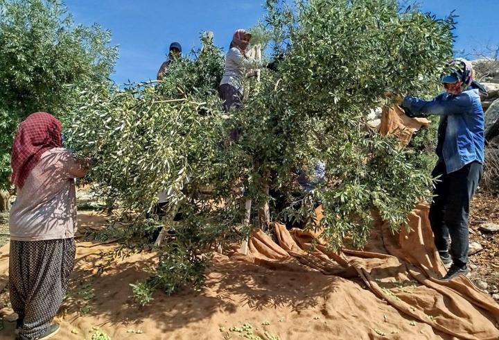 Mersin’de zeytin rekoltesi düştü