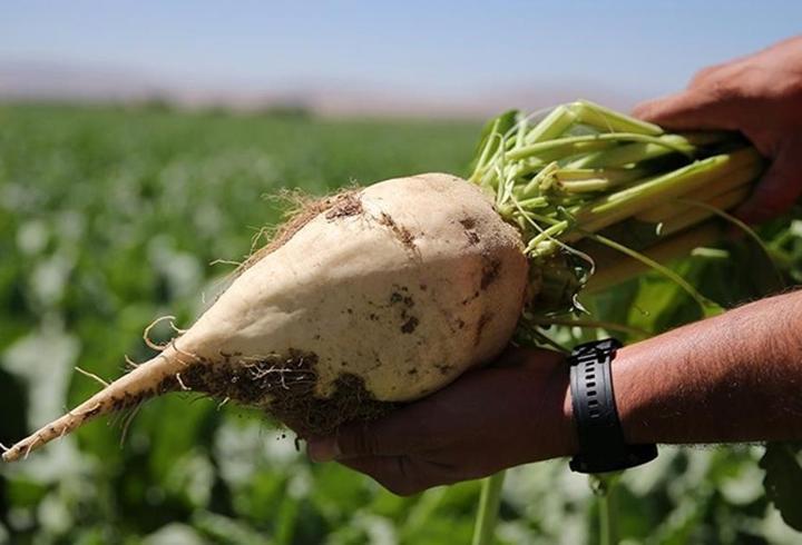 Şeker pancarı alım fiyatı belli oldu