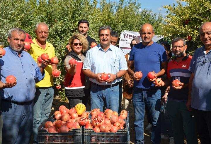 Serik'te nar hasadı başladı 