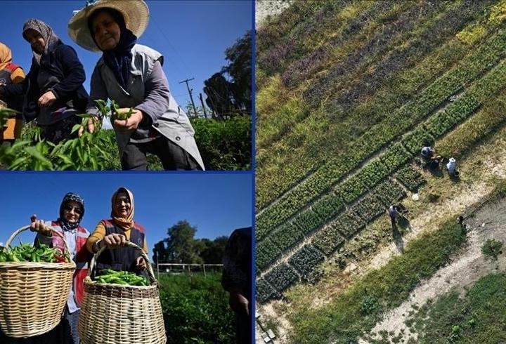 Düzce’de tarım akademisiyle kadınlar ve gençler üretime katıldı
