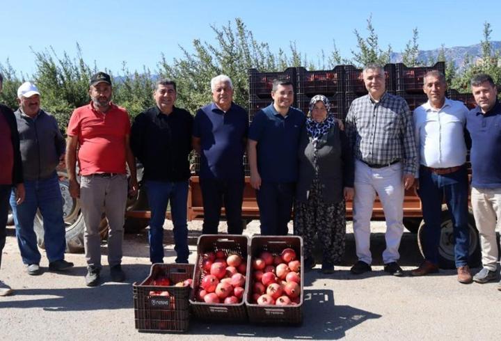Kaymakam Çakıcı nar hasadına katıldı