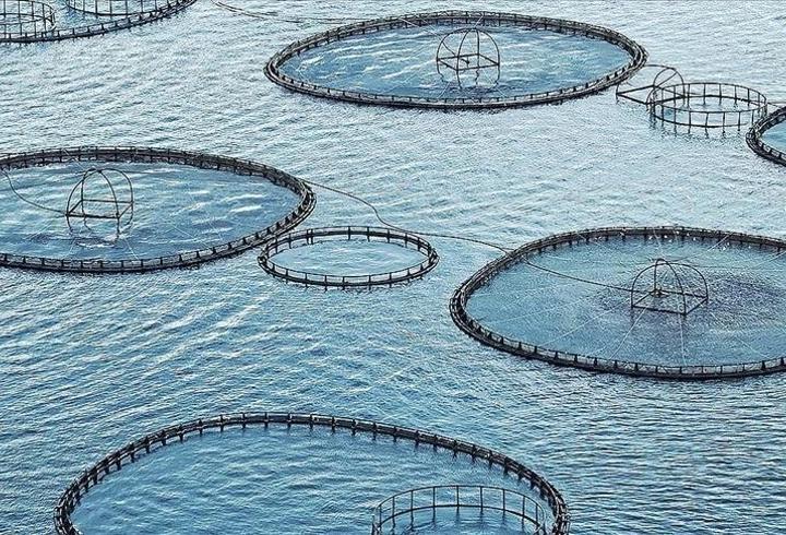 Muğla’dan 545 milyon dolarlık su ürünleri ihracatı
