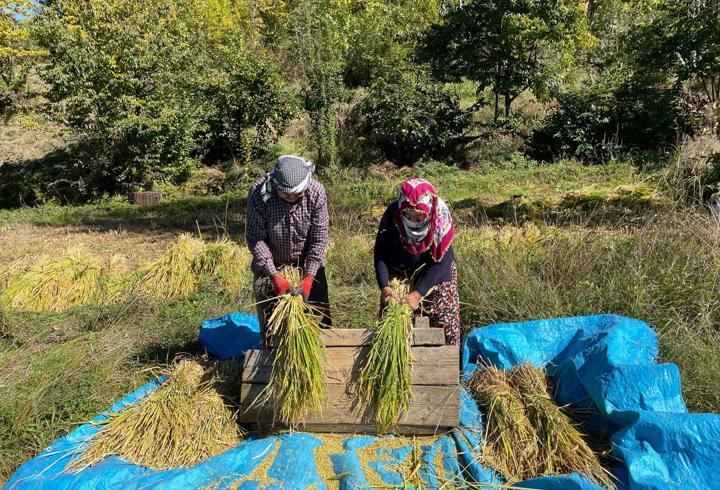 Artvin'de geleneksel yöntemlerle çeltik hasadı