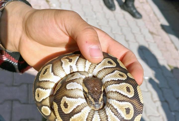 Cebinden yavru piton çıkan kişiye para cezası