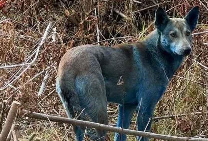 Çernobil’de “mavi köpek” gizemi: Şaşırtan görüntüler
