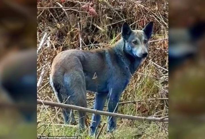Çernobil’de gizemli “Mavi Köpekler”
