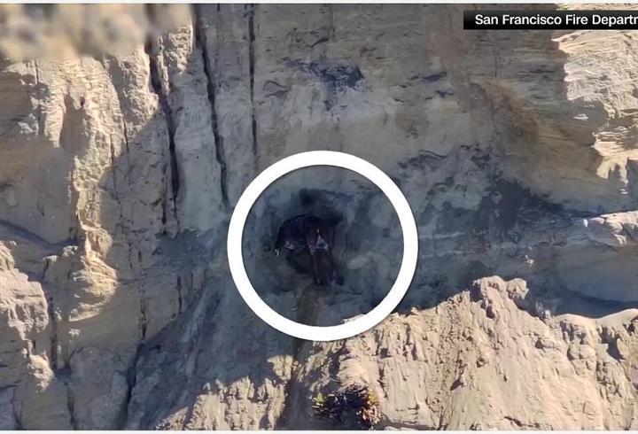 Film gibi anlar! Mahsur kalan köpek böyle kurtarıldı