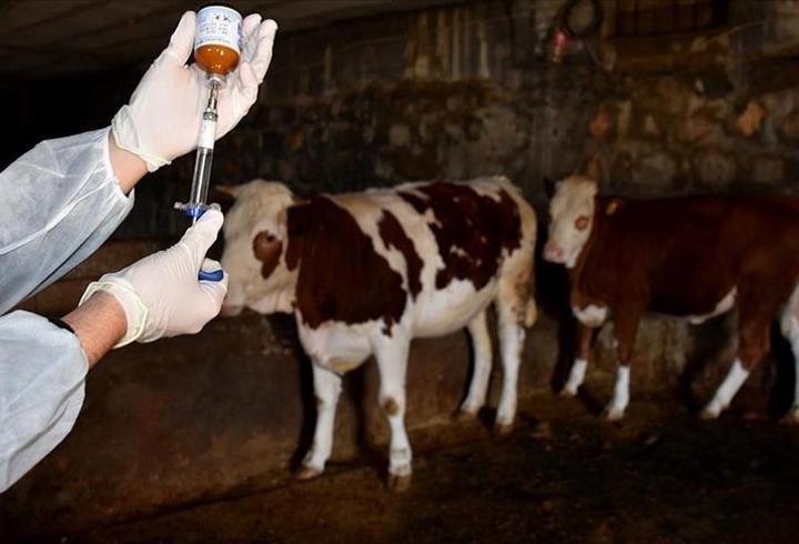 Türkiye şap hastalığını kontrol altına aldı: Aşılama oranı yüzde 92’ye ulaştı