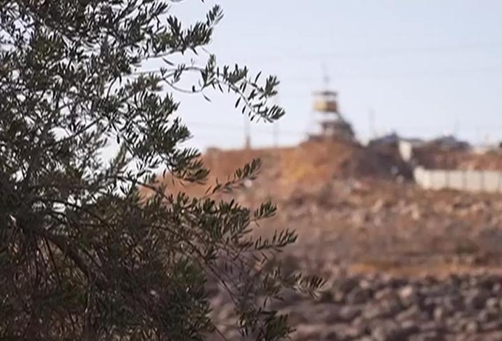 İsrail'in zeytin ağaçları ile derdi ne? Filistinli çiftçilere yerleşimci yerleşimci zulmü