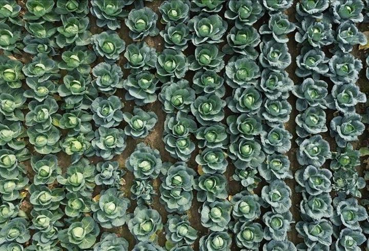 Bafra Ovası’nda çiftçiler için tarla günü etkinliği düzenlendi